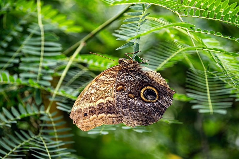 Butterfly Effect Ramifications